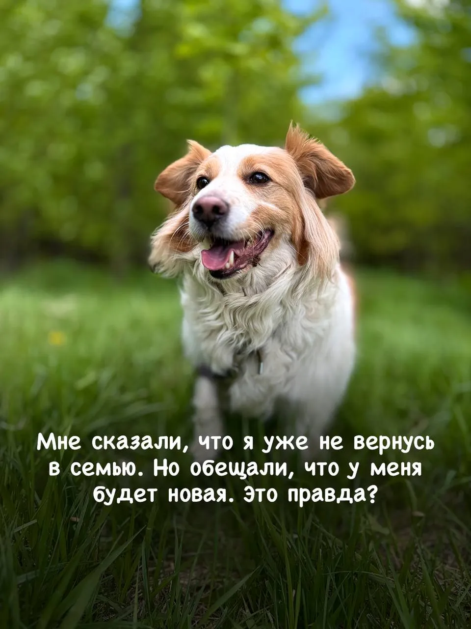 Пушистика Лео бросила бывшая семья, он ищет новый дом в приюте Щербинка 😥 | Приют Щербинка для бездомных животных (собак), Бутово, Москва, ЮЗАО
